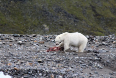 Rare hunting scene raises questions over polar bear diet