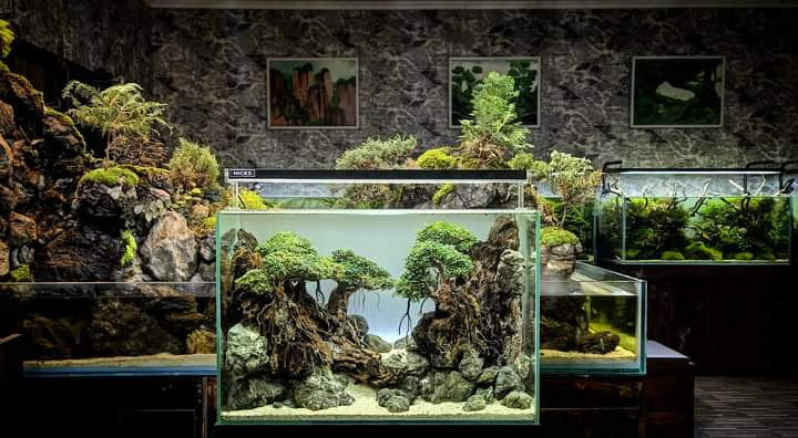 Underwater art: Specific themes often requested by clients, such as this aquascape with natural bonsai theme (Courtesy of Putut Bayu)