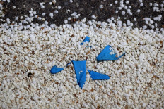  A used latex glove sits in a pile of cherry blossom petals on the side of the road on March 31, 2021 in San Rafael, California. Concerns are growing over discarded COVID-19 related used personal protective equipment (PPE) that is littering streets and waterways since it contains microplastics that don't break down easily and could take hundreds of years to decompose. In September of 2020, the California Coastal Commission created a new category for masks and gloves for its coastal cleanups. 