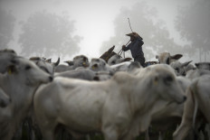 Cowboy Dionatao Euzebio, 26, leads a herd of cattle to designated pastures as part of a technical manoeuver to reduce the needed area for the animals at the Marupiara farm located at the city of Tailandia, Para state, Brazil, on Sept. 18, 2021. 