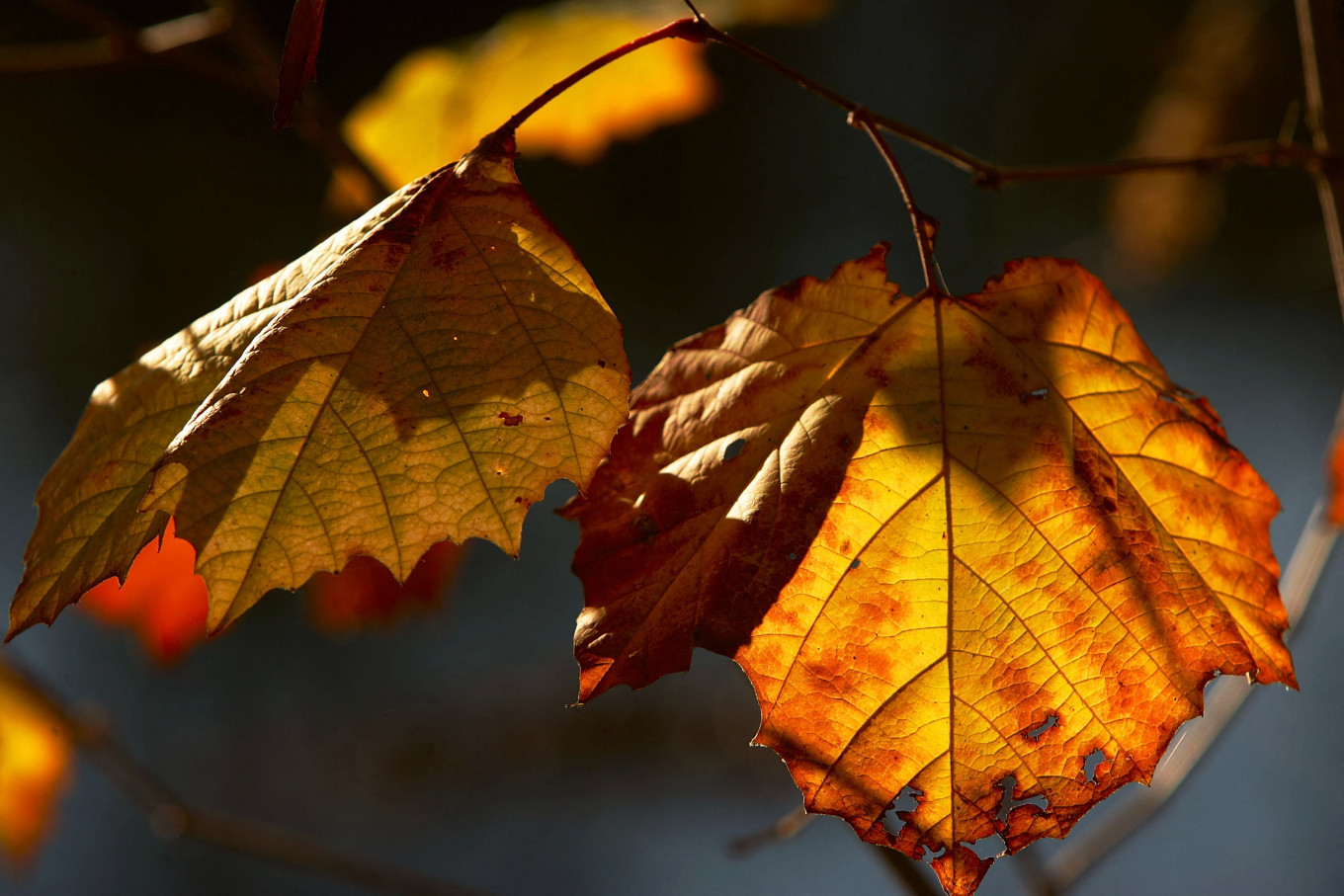 Quebec unlocks world's only maple syrup strategic reserve to keep ...