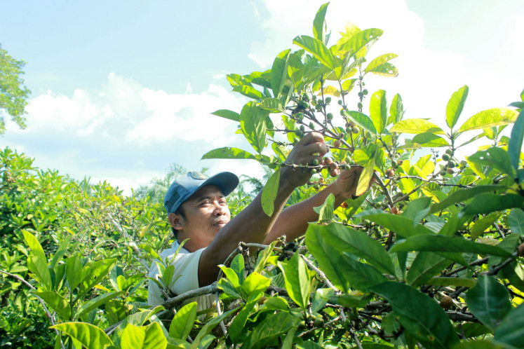 Potencial local: PetroChina apoya a las comunidades locales para que desarrollen sus mejores potenciales, incluido el desarrollo del café liberica de Tanjung Jabung Barat.