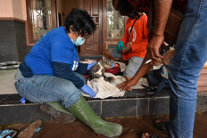  'Forgotten' animals rescued after Semeru eruption 