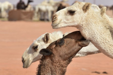Queens of the desert: Saudi camel beauty pageant hit by cheating