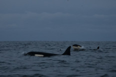 Melting Arctic ice draws killer whales further north