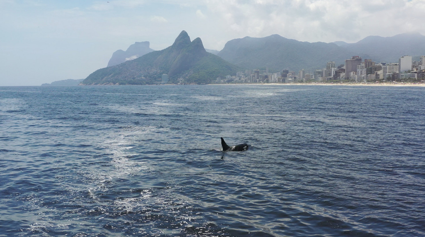 Family of Orcas make surprise appearance at Rio de Janeiro's beaches ...