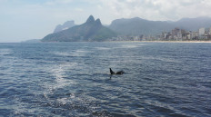 Family of Orcas make surprise appearance at Rio de Janeiro's beaches