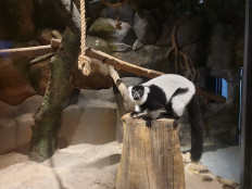 New lemur on the block: A black and white lemur is seen at Jakarta Aquarium and Safari. (JP/Gisela Swaragita)