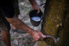 A worker collects raw latex from a rubber tree at a plantation in Pahang, outside Kuala Lumpur on Jan.12, 2016. Natural rubber is used extensively in many applications and products, either alone or in combination with other materials.