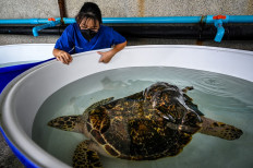 Sea turtles return to Thailand's shores during pandemic