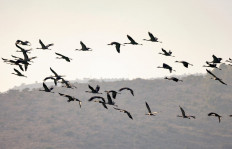 Gray Cranes fly above the northern Israeli Hula valley, an important point on their migratory path towards Africa, on December 26, 2021. A bird flu outbreak has killed more than 2,000 wild cranes on a reserve in northern Israel, an unusually high toll for the seasonal flu, the parks authority said today.