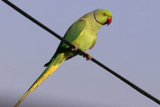 A rose-ringed Parakeet is pictured on a power line on November 11, 2011 in the coastal Israeli city of Netanya, north of Tel Aviv.