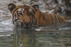 India saw record 126 tiger deaths in 2021