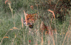 Jaguar released in Argentina to help endangered species