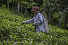 In this picture taken on July 31, 2021, a tea picker works on a plantation in the southern district of Ratnapura, as Sri Lanka on August 3, 2021 lifted a ban on chemical fertiliser imports.