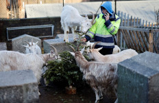 Maa-ry Christmas! London goats feast on festive firs