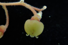 Rigiolepis Argentii, one of seven new plant species recently discovered by researchers from the National Research and Innovation Agency (BRIN)