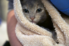 Cat lovers: a cat is wrapped in a towel and held in the arms of a Humane Rescue Alliance (HRA) employee at an HRA animal shelter in Washington, DC.