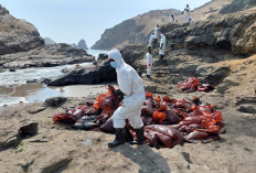 Cleaning crews work to remove oil from a beach in the Peruvian province of Callao on January 19, 2022 after a spill which occurred during the offloading process of the Italian-flagged tanker 