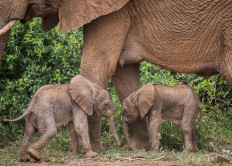 Rare twin baby elephants born in Kenya
