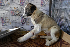 Stray animals find solace at Iraq animal shelter