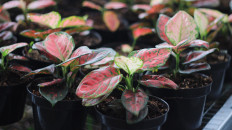 Decorative plants: From stress relief to booming business