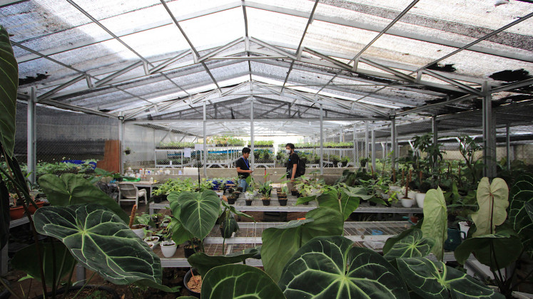 Green space: Various decorative plants are kept in Minaqu Indonesia's greenhouse before being exported. (Personal Collection/Courtesy of Andaris Dikarina)