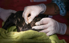 This handout picture released by the Parque de las Leyenzas Zoo shows an oil-tainted cormorant receiveing medical treatment in Lima, on January 20, 2022.