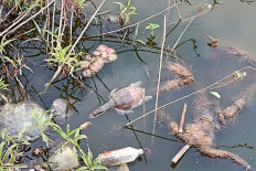 In this picture taken on January 22, 2022, a dead turtle floats on the Gauripada lake in Kalyan around 40 km from Mumbai, after dozens of turtles were found dead for suspected poisoning.