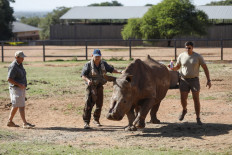 S. African rhino finally returns to wild after brutal attack