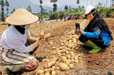 Farmers take pictures of freshly harvested potatoes in Tambi village in Wonosobo regency, Central Java, on Oct. 14, 2019. The farmers use social media to market their crops.
