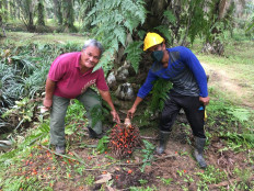 Certified sustainable palm oil: How the industry can decarbonize