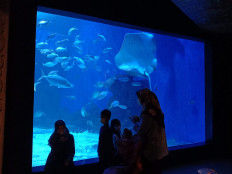 When dragons and mermaids meet for Chinese New Year