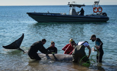 Whale, thought to be injured, stranded on Athens beach