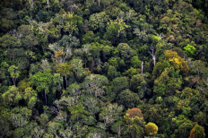 Protecting forests and peatlands of Central Kalimantan