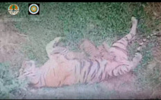 North Sumatra sanctuary welcomes three new Sumatran tiger cubs