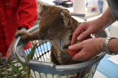 Australia warns koalas 'endangered' as numbers plunge