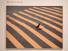 Javan myna: A story of birds on the run 