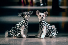 A true best friend: Two dogs sit on the runway before the Bibhu Mohapatra show during New York Fashion Week at Spring Studios in New York, the United States, on Feb. 15. 
