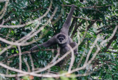 A Javan gibbon swings from tree to tree in the forest of Kampung Cimaranginan in Lengkong Village, Sukabumi, West Java, on Nov. 7, 2020.