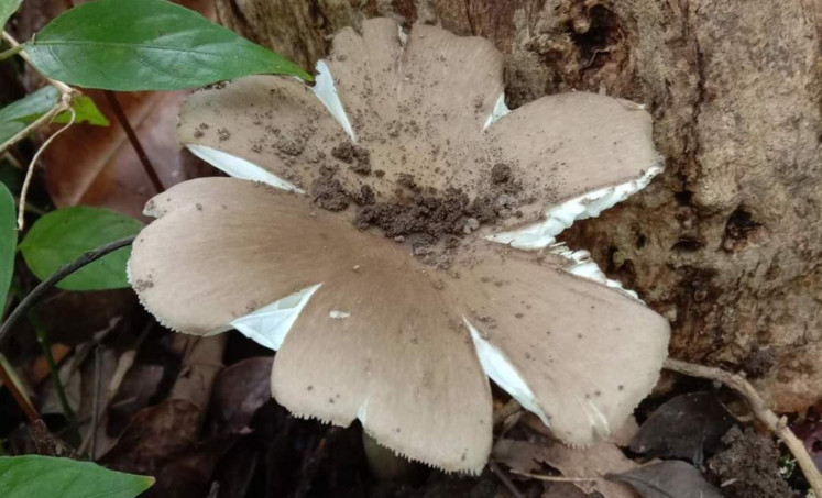Bloom and grow: Termitomyces, widely known as termite mushrooms, exist in many areas in Indonesia. They are edible, yet they have not been cultivated and commercialized. (Courtesy by Khalid Hafazallah)