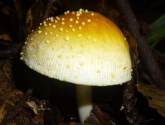 The Indonesians who hunt for wild mushrooms