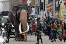 Sri Lanka's most sacred elephant dies aged 68