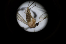 Culex pipiens, a common mosquito species, is seen through the microscope of Matthew Vanderpool, environmental health specialist and entomologist for the Louisville Metro Department of Public Health and Wellness on August 25, 2021 in Louisville, Kentucky. Vanderpool specializes in mosquito control, a public health process that involves placing traps to collect specimen, identifying various mosquito species, and testing the samples for mosquito-borne diseases. Lab technologists test for Saint Louis encephalitis, West Nile virus, La Crosse encephalitis, and Eastern equine encephalitis. 