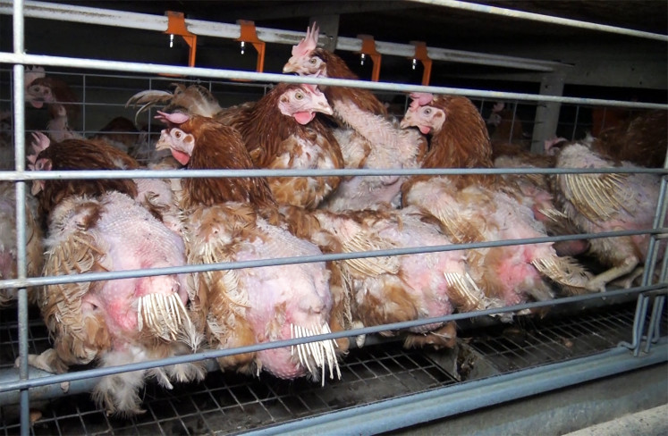 This image made on April 2017 and obtained on April 30, 2017 on the website of the L214 animal welfare association shows featherless hens in their cage at a battery farm in Chauche, France.