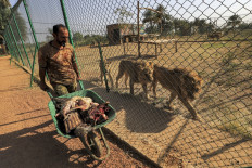 Once-starving lions roar back to life in Sudan sanctuary