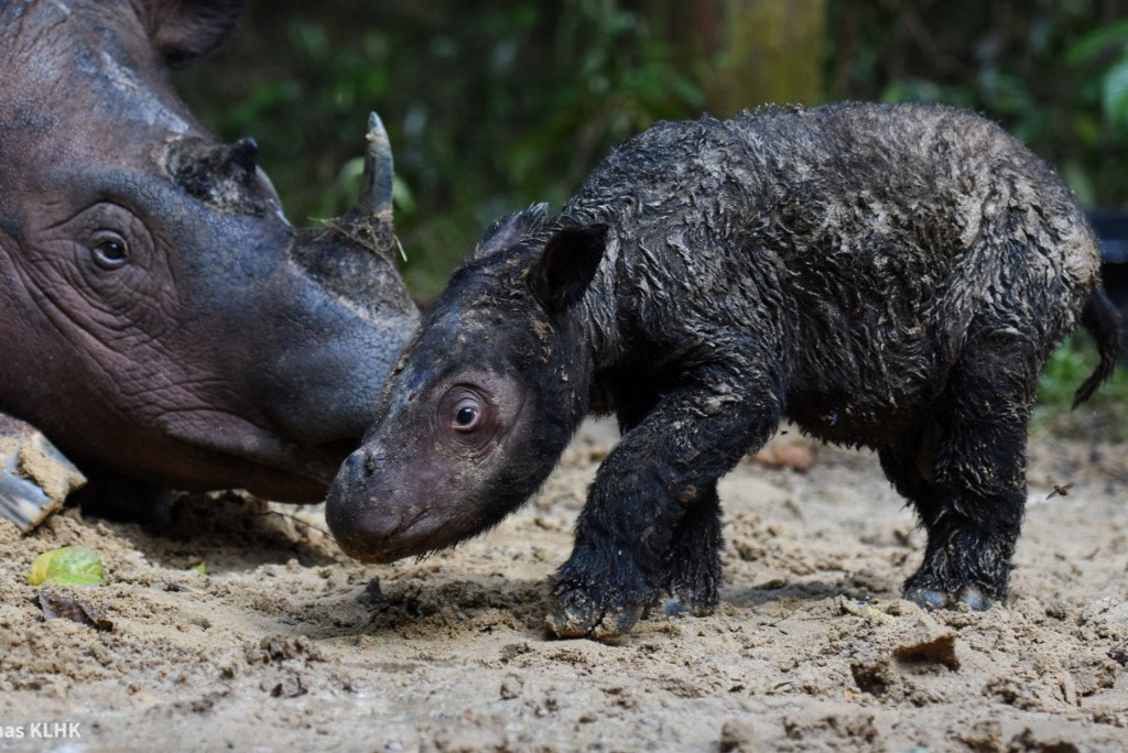 Rare birth of Sumatran rhino brings hope for endangered species - Society -  The Jakarta Post