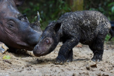 Ministry claims IUCN underestimated Sumatran rhino population
