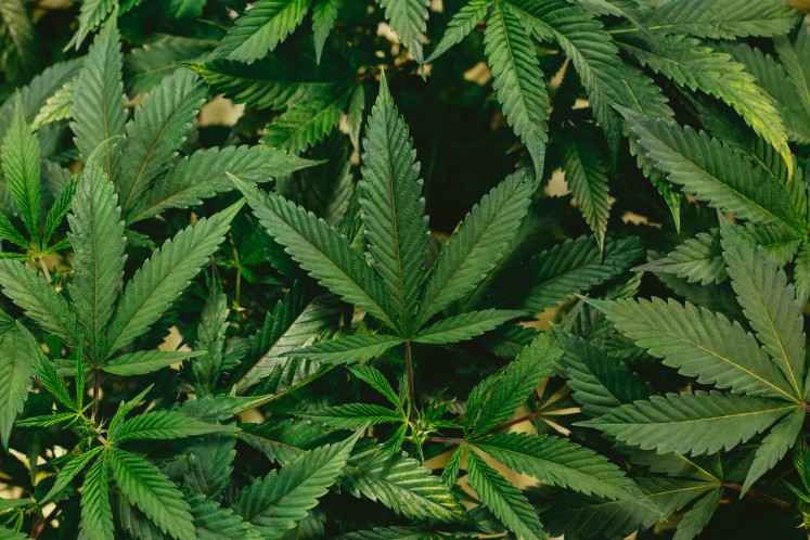 Illustration of a marijuana plant. (Courtesy of Jeff W/Unsplash)