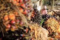 The soaring price of cooking oil is unforgivable for ordinary Indonesians